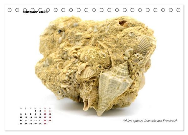 Produktbild: Fossilien - Ammoniten, Trilobiten, Erdgeschichte (Tischkalender 2026 DIN A5 quer), CALVENDO Monatskalender