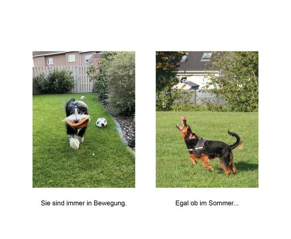 Produktbild: Der herabschauende Hund