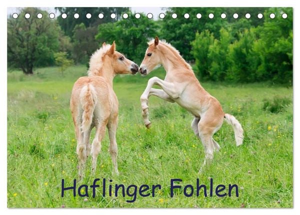 Produktbild: Haflinger Fohlen (Tischkalender 2026 DIN A5 quer), CALVENDO Monatskalender