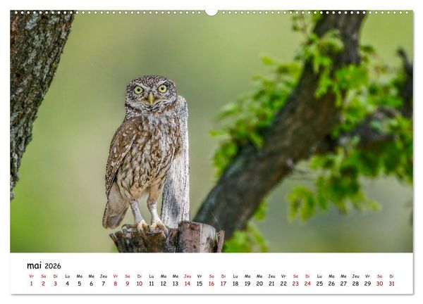 Produktbild: La vie des chouettes, les dames de la nuit (Calendrier mural 2026 DIN A2 vertical), CALVENDO calendrier mensuel