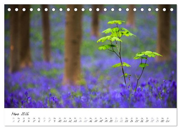 Produktbild: In der Welt der B&auml;ume (Tischkalender 2026 DIN A5 quer), CALVENDO Monatskalender
