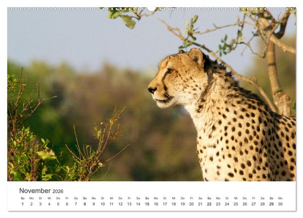 Produktbild: Botswana - Grandiose Wildnis (Wandkalender 2026 DIN A2 quer), CALVENDO Monatskalender