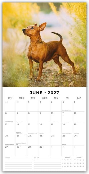 Produktbild: Miniature Pinschers &ndash; Zwergpinscher &ndash; Rehpinscher 2027 &ndash; 16-Monatskalender