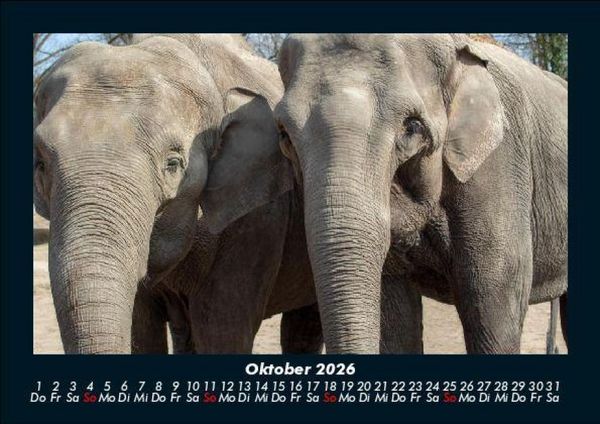 Produktbild: Elefanten - Die sanften Riesen Afrikas 2026 Fotokalender DIN A5