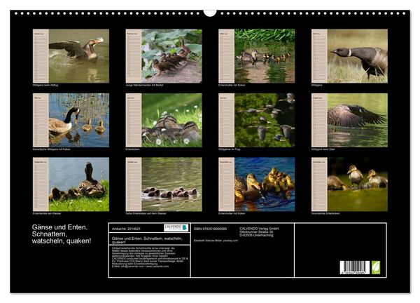 Produktbild: G&auml;nse und Enten. Schnattern, watscheln, quaken! (Wandkalender 2026 DIN A2 quer), CALVENDO Monatskalender
