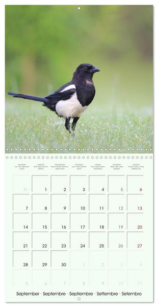 Produktbild: La parade des plumes (Calendrier mural carr&eacute; 2026 30x30 cm) Calendrier double avec une page pour vos prises de notes