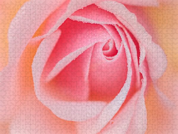 Produktbild: CALVENDO Puzzle Rose im Morgentau | 1000 Teile Lege-Gr&ouml;&szlig;e 64x48cm Foto-Puzzle f&uuml;r gl&uuml;ckliche Stunden