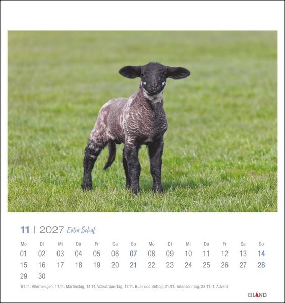 Produktbild: Extra Schaf Postkartenkalender 2027