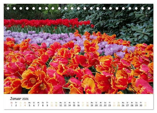 Produktbild: Auf Tour im Land der Tulpen (Tischkalender 2026 DIN A5 quer), CALVENDO Monatskalender