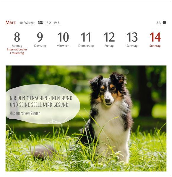 Produktbild: Hunde Premium-Postkartenkalender 2027 - Freunde auf vier Pfoten; Kalender mit 53 Postkarten