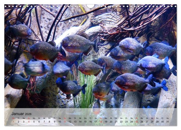 Produktbild: Knallbunte Wasserwelt. Die Welt der Fische (Wandkalender 2026 DIN A3 quer), CALVENDO Monatskalender