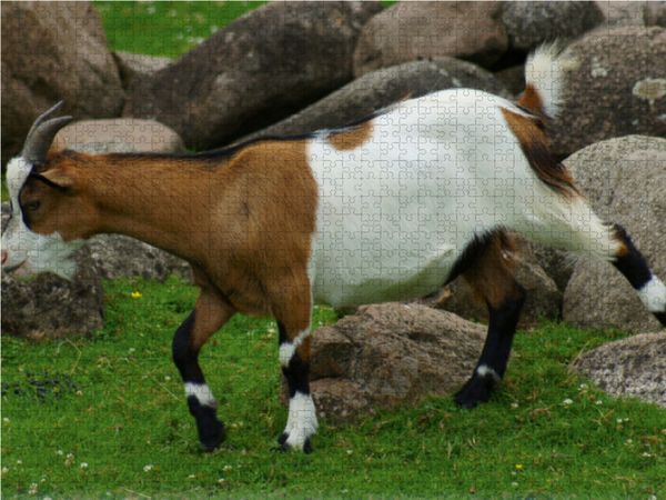 Produktbild: CALVENDO Puzzle Ziegen Lauf 1000 Teile Lege-Gr&ouml;&szlig;e 64 x 48 cm Foto-Puzzle Bild von kattobello