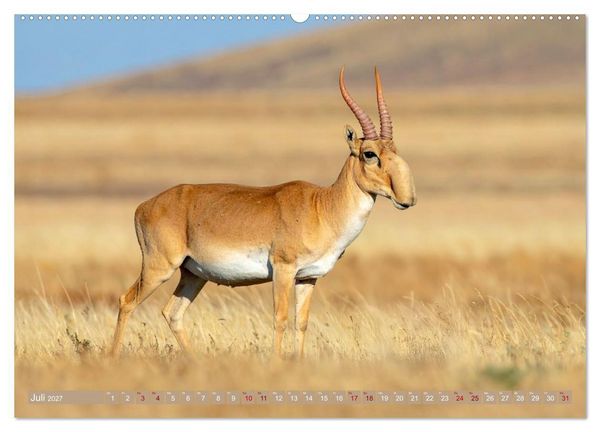 Produktbild: Antilopenzauber (Wandkalender 2027 DIN A2 quer), CALVENDO Monatskalender