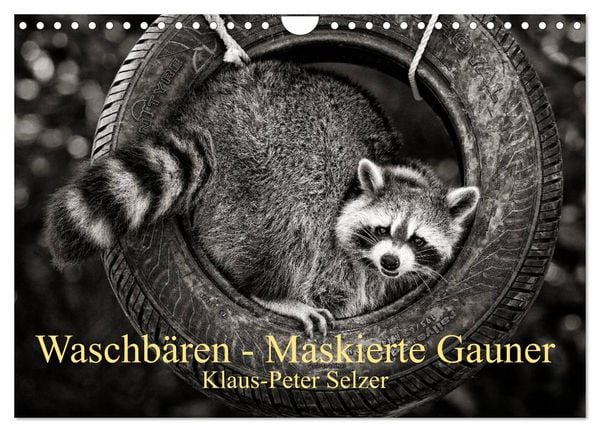 Produktbild: Waschb&auml;ren - Maskierte Gauner (Wandkalender 2026 DIN A4 quer), CALVENDO Monatskalender