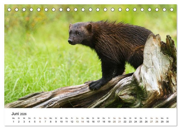 Produktbild: Finnland: eine tierische Entdeckungsreise (Tischkalender 2026 DIN A5 quer), CALVENDO Monatskalender
