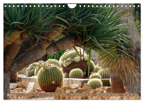 Produktbild: BOTANICACTUS Mallorcas Kakteengarten (Wandkalender 2026 DIN A4 quer), CALVENDO Monatskalender