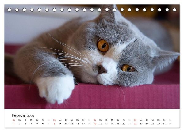 Produktbild: Briten B&auml;rchen &ndash; Britsch Kurzhaar 2026 (Tischkalender 2026 DIN A5 quer), CALVENDO Monatskalender