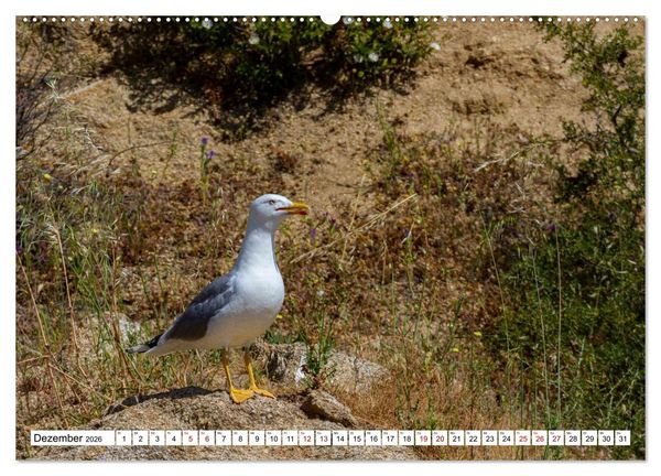 Produktbild: Vogelparadies Volvi-See (hochwertiger Premium Wandkalender 2026 DIN A2 quer), Kunstdruck in Hochglanz