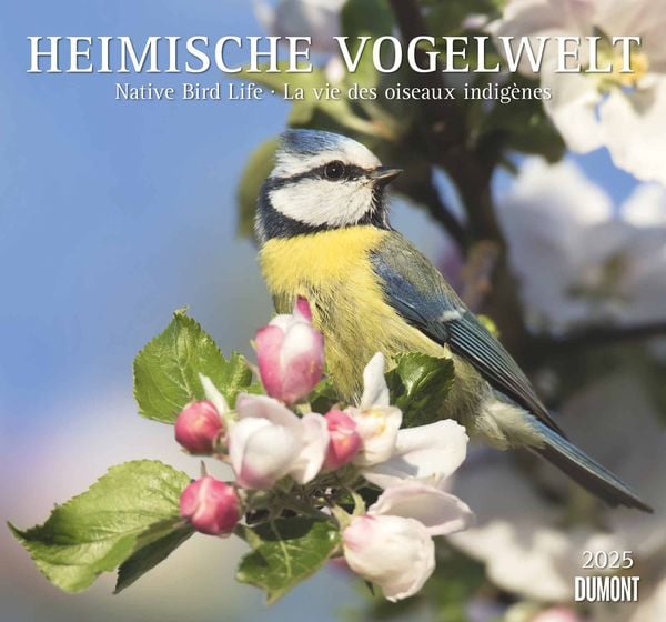 DUMONT - Heimische Vogelwelt 2025 Wandkalender, 38x35,5cm, Kalender mit beeindruckenen Aufnahmen der Vogelwelt, mit den 