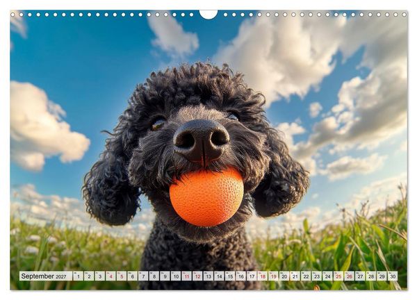 Produktbild: Lieblingshund Pudel (Wandkalender 2027 DIN A3 quer), CALVENDO Monatskalender