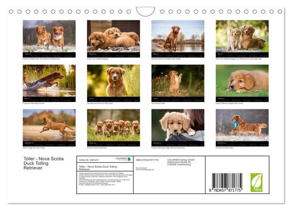 Produktbild: Toller - Nova Scotia Duck Tolling Retriever (Wandkalender 2026 DIN A4 quer), CALVENDO Monatskalender
