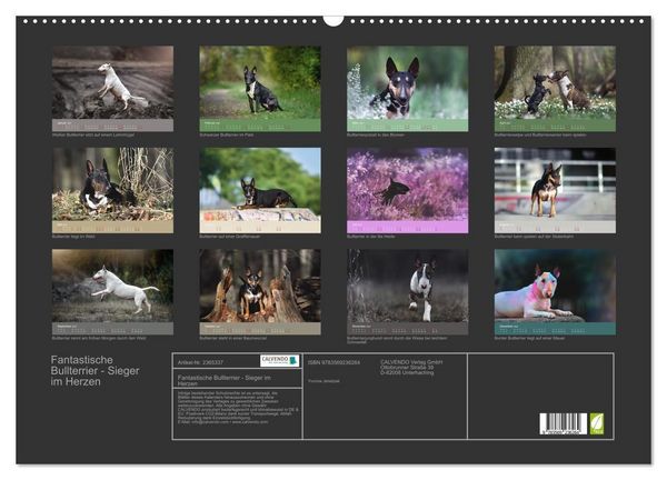Produktbild: Fantastische Bullterrier - Sieger im Herzen (Wandkalender 2027 DIN A2 quer), CALVENDO Monatskalender