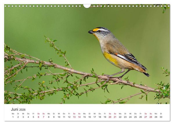 Produktbild: Singv&ouml;gel aus Australien (Wandkalender 2026 DIN A3 quer), CALVENDO Monatskalender