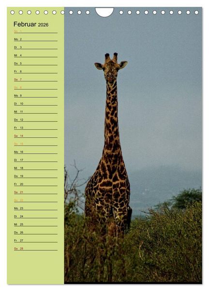 Produktbild: Giraffen. Voller Stolz und Grazie (Wandkalender 2026 DIN A4 hoch), CALVENDO Monatskalender