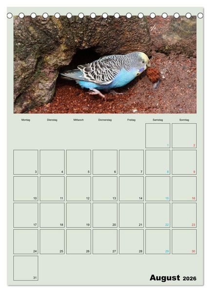 Produktbild: Wellensittiche Terminplaner (Tischkalender 2026 DIN A5 hoch), CALVENDO Monatskalender