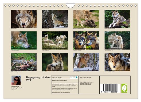 Produktbild: Begegnung mit dem Wolf (Wandkalender 2026 DIN A4 quer), CALVENDO Monatskalender