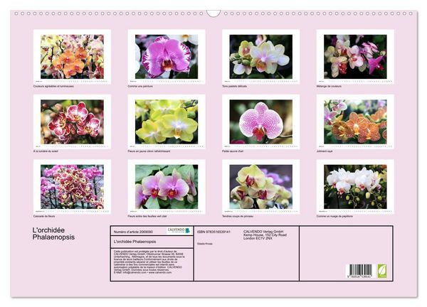 Produktbild: L'orchid&eacute;e Phalaenopsis (Calendrier mural 2026 DIN A2 vertical), CALVENDO calendrier mensuel