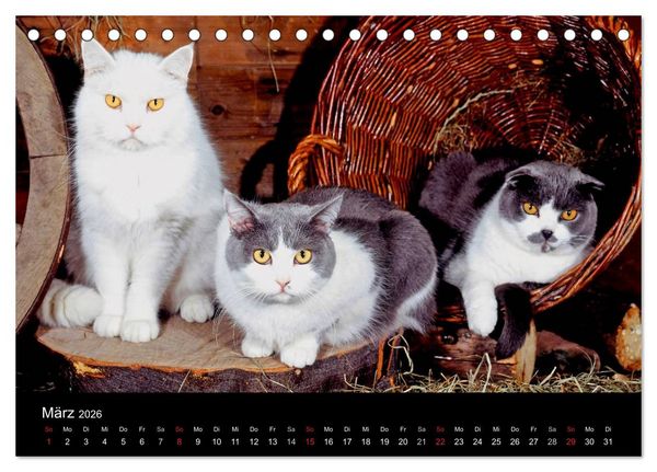 Produktbild: Katzen (Tischkalender 2026 DIN A5 quer), CALVENDO Monatskalender