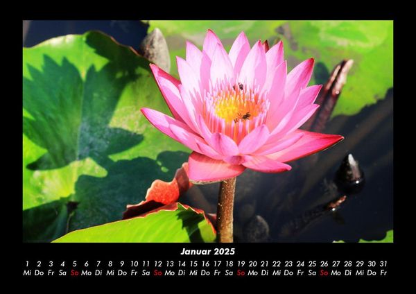 Produktbild: Blumentr&auml;ume 2025 Fotokalender DIN A3