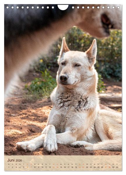 Produktbild: Im Husky-Rudel (Wandkalender 2026 DIN A4 hoch), CALVENDO Monatskalender