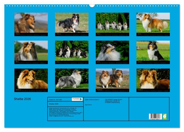 Produktbild: Sheltie 2026 (Wandkalender 2026 DIN A2 quer), CALVENDO Monatskalender