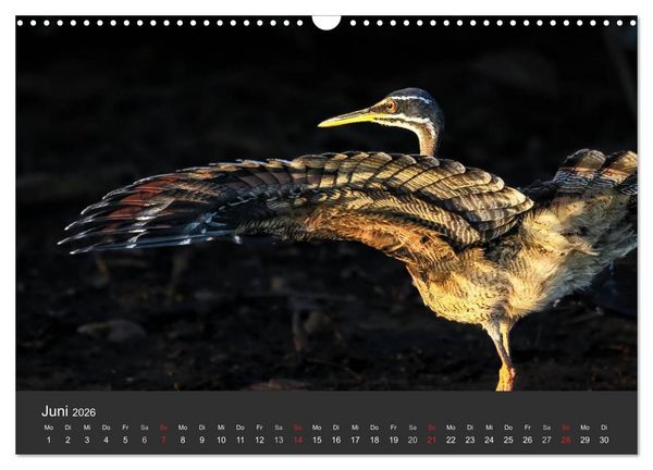 Produktbild: Wildlife Pantanal 2026 (Wandkalender 2026 DIN A3 quer), CALVENDO Monatskalender