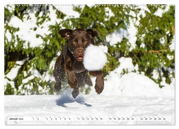 Produktbild: Freund auf 4 Pfoten - Labrador Retriever (Wandkalender 2026 DIN A2 quer), CALVENDO Monatskalender