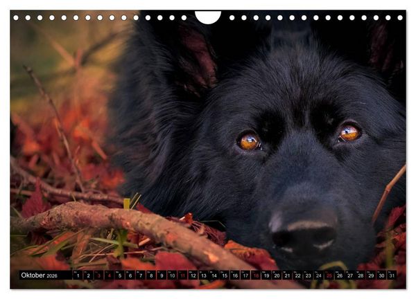 Produktbild: Schwarz ist sch&ouml;n! Der lackschwarze altdeutsche Sch&auml;ferhund (Wandkalender 2026 DIN A4 quer), CALVENDO Monatskalender
