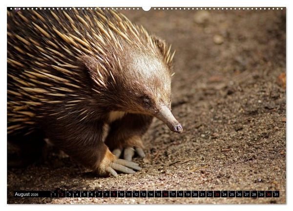 Produktbild: Die Tierwelt in Australien (Wandkalender 2026 DIN A2 quer), CALVENDO Monatskalender