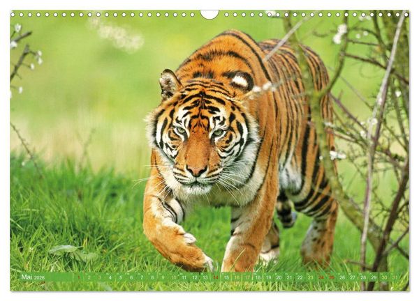 Produktbild: Tiger: Gestreifte J&auml;ger (Wandkalender 2026 DIN A3 quer), CALVENDO Monatskalender