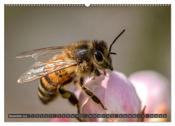 Produktbild: Sehe die Bienen (Wandkalender 2026 DIN A2 quer), CALVENDO Monatskalender