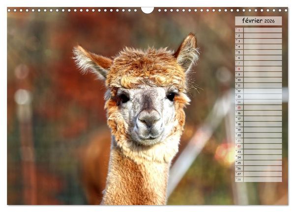 Produktbild: Alpagas, doudous aux coiffures sauvages (Calendrier mural 2026 DIN A3 vertical), CALVENDO calendrier mensuel