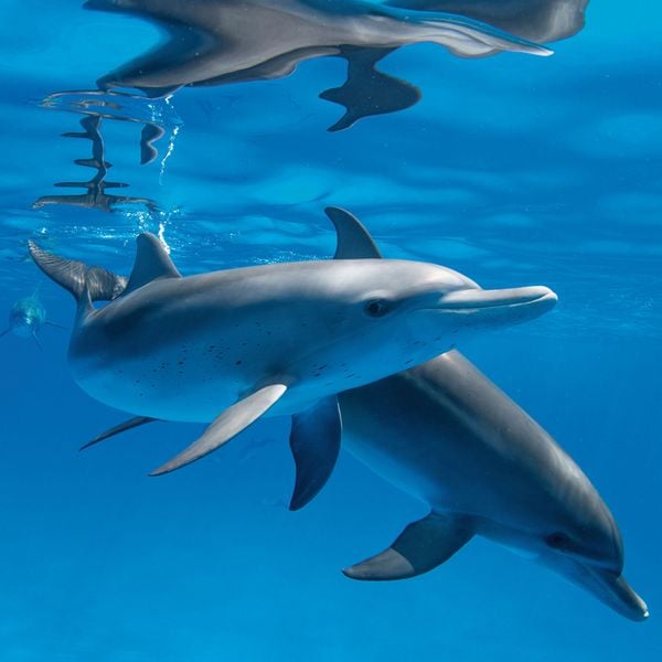 Produktbild: Dolphins/Delfine 2024