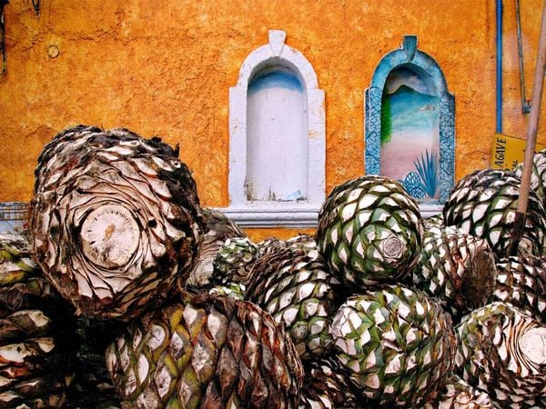 Produktbild: CALVENDO Puzzle Tequila | 1000 Teile Lege-Gr&ouml;&szlig;e 64x48cm Foto-Puzzle f&uuml;r gl&uuml;ckliche Stunden