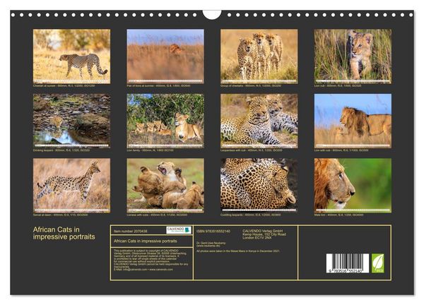 Produktbild: African Cats in impressive portraits (Wall Calendar 2026 DIN A3 landscape), CALVENDO 12 Month Wall Calendar