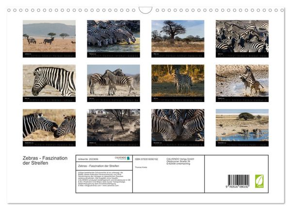 Produktbild: Zebras - Faszination der Streifen (Wandkalender 2026 DIN A3 quer), CALVENDO Monatskalender