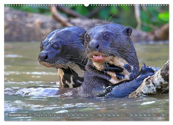 Produktbild: Riesenotter - Flussw&ouml;lfe im Pantanal (Wandkalender 2026 DIN A2 quer), CALVENDO Monatskalender