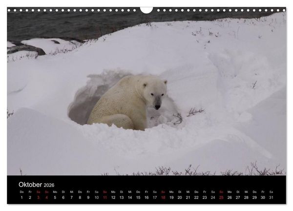 Produktbild: Arktische Tr&auml;ume - Eisb&auml;ren in Kanada (Wandkalender 2026 DIN A3 quer), CALVENDO Monatskalender
