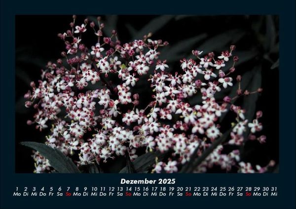 Produktbild: Blumenzauber 2025 Fotokalender DIN A4