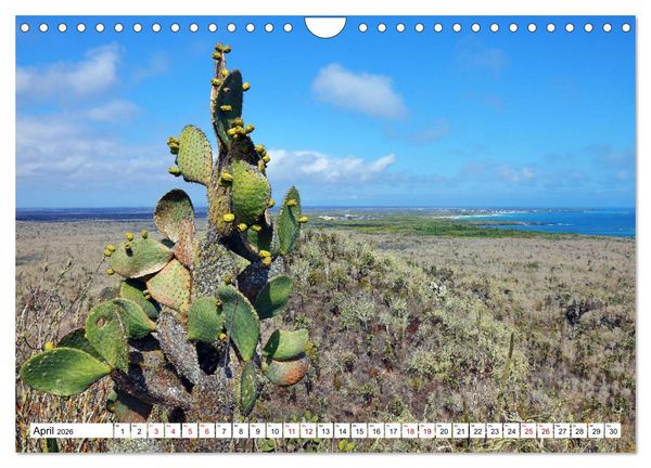Produktbild: Gal&aacute;pagos - Die verwunschenen Inseln (Wandkalender 2026 DIN A4 quer), CALVENDO Monatskalender